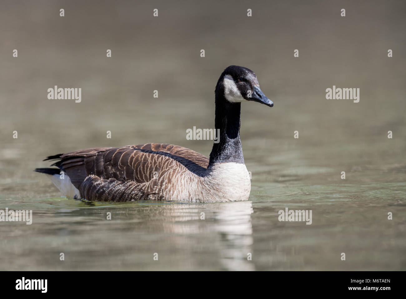 Canada Goose Stock Photo