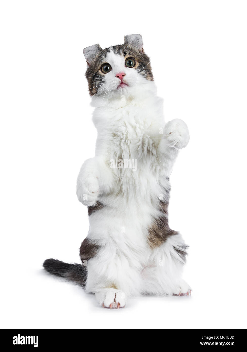 Black tabby with white American Curl cat / kitten standing on back paws like meerkat looking in to the lens isolated on white background. Stock Photo