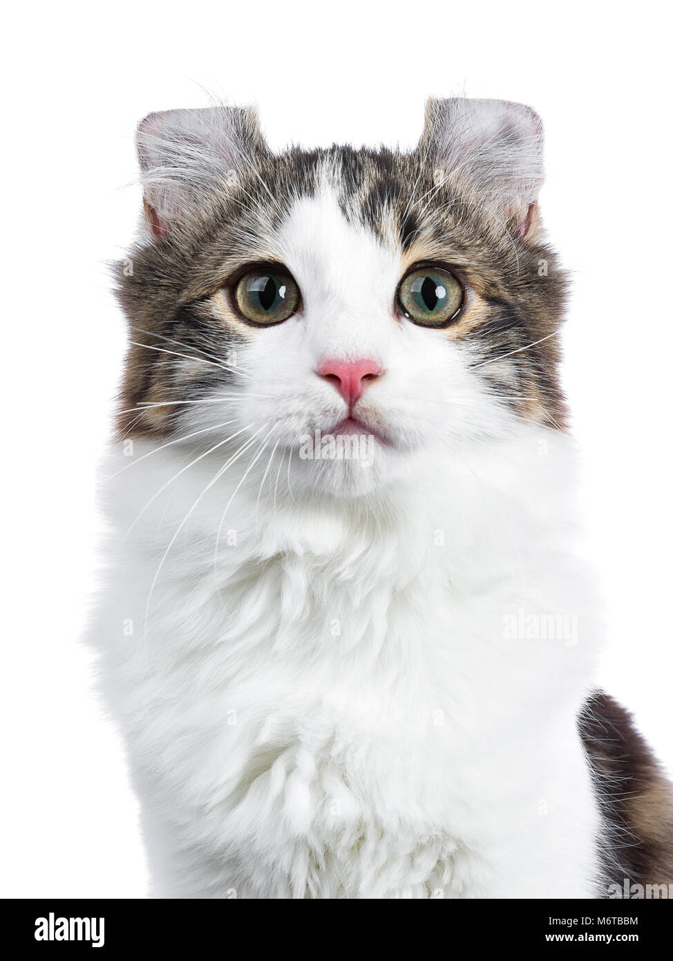 Head Shot Of Black Tabby With White American Curl Cat Kitten