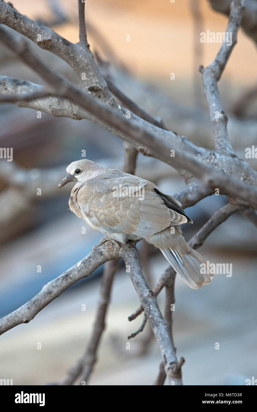 Collared Dove (Streptopelia decaocto) Stock Photo