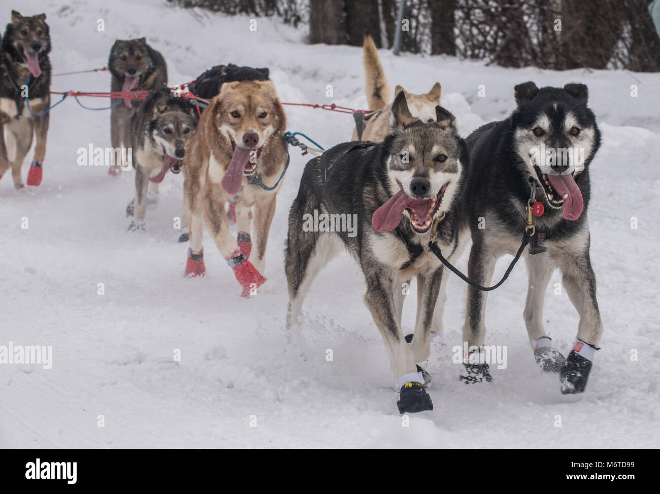 Sixty-seven mushers kicked off the 46th Annual Iditarod Trail Sled Dog Race with an 11-mile ceremonial start through Anchorage, Alaska, March 3, 2018. “The Last Great Race on Earth” throws 1,000 miles of Alaska’s jagged mountain ranges, frozen rivers, dense forests, desolate tundra and miles of windswept coast at the mushers and their dog teams as they set their eyes on the finish line in Nome, on the Bering Sea coast. (U.S. Air Force photo by Senior Airman Curt Beach) Stock Photo