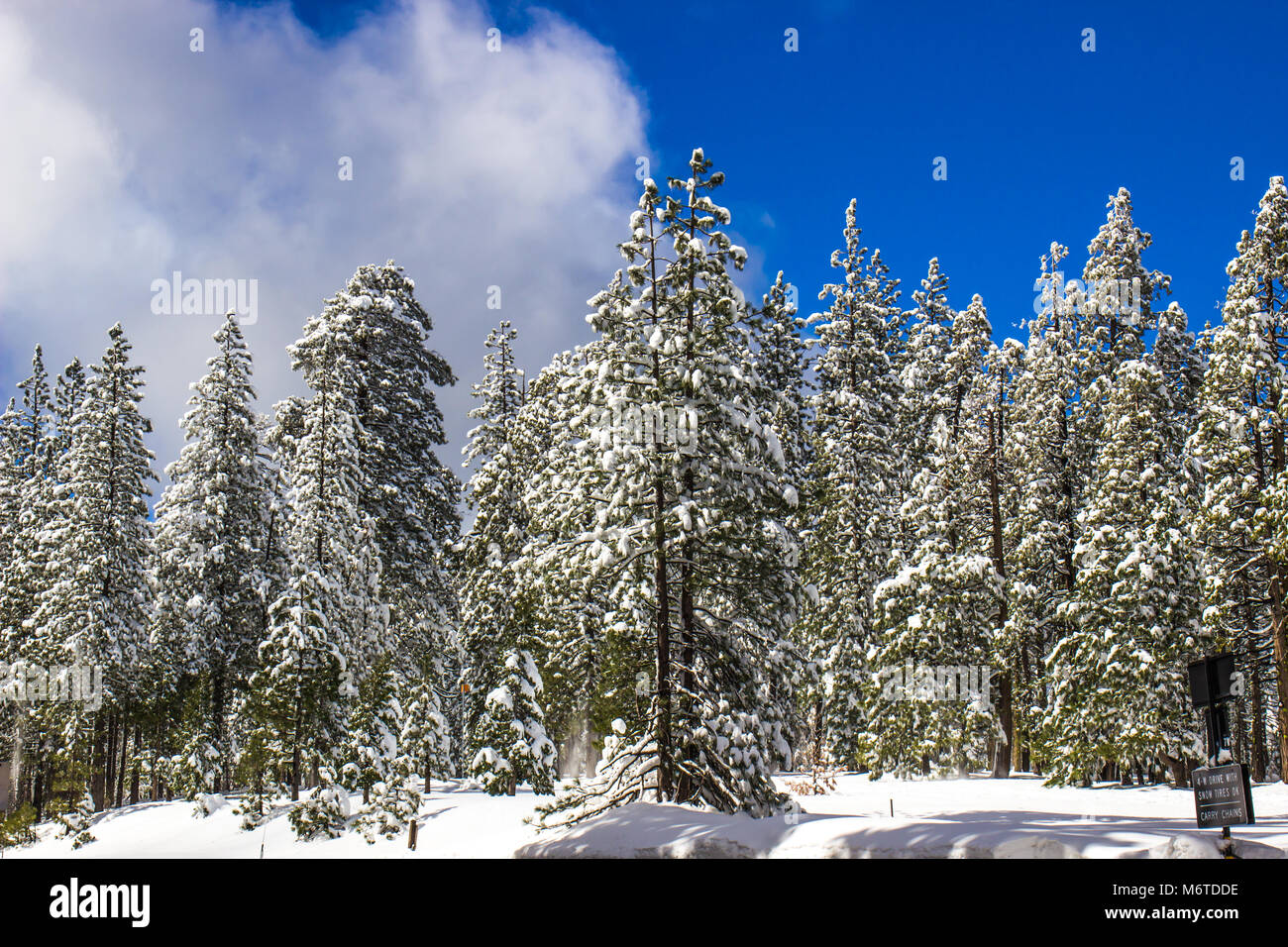 Snow Covered Trees In Forest With Blue Sky Background Stock Photo - Alamy