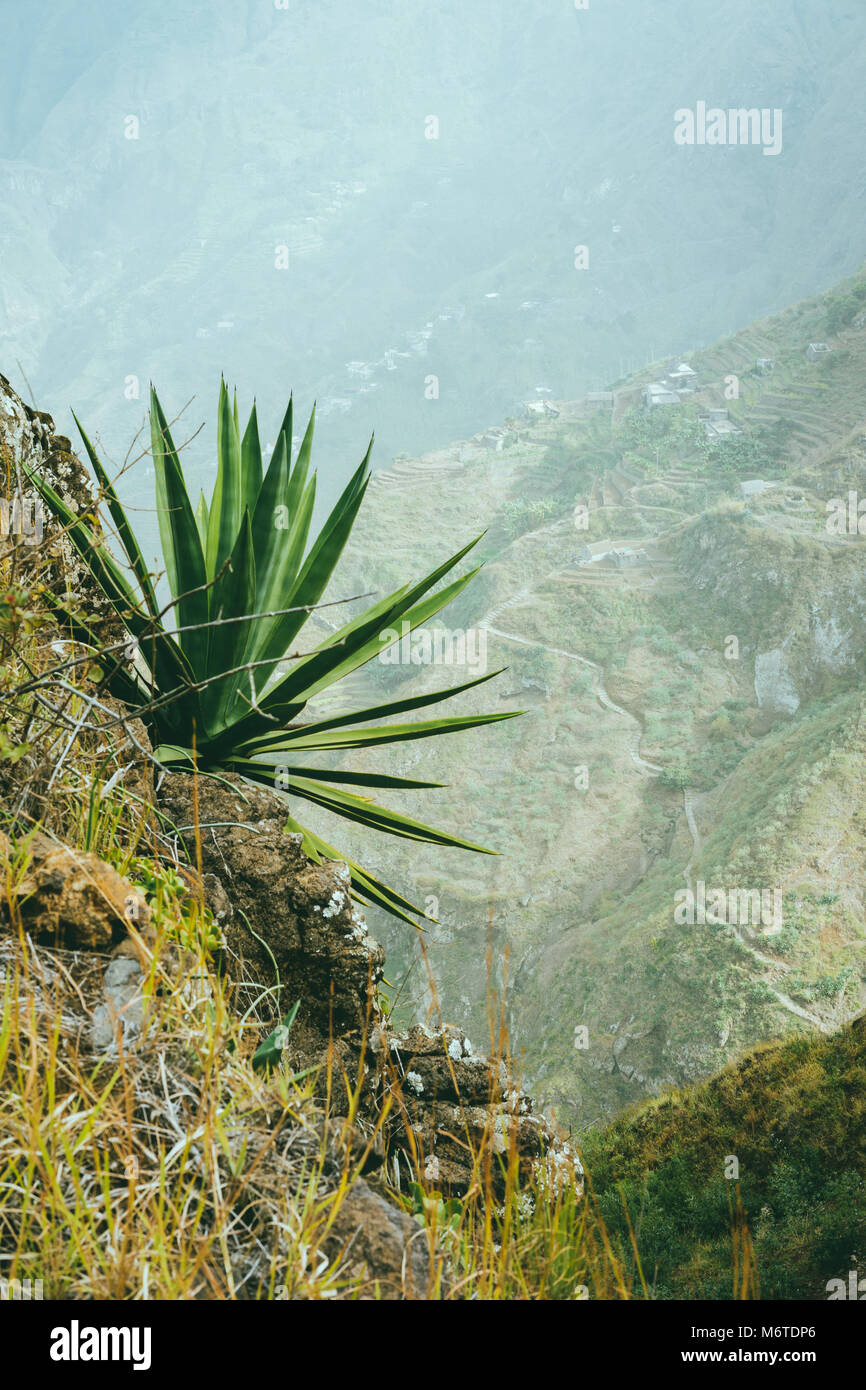 Agave on the mountain slope. Santo Antao Island, Cape Verde Cabo Verde  Stock Photo - Alamy