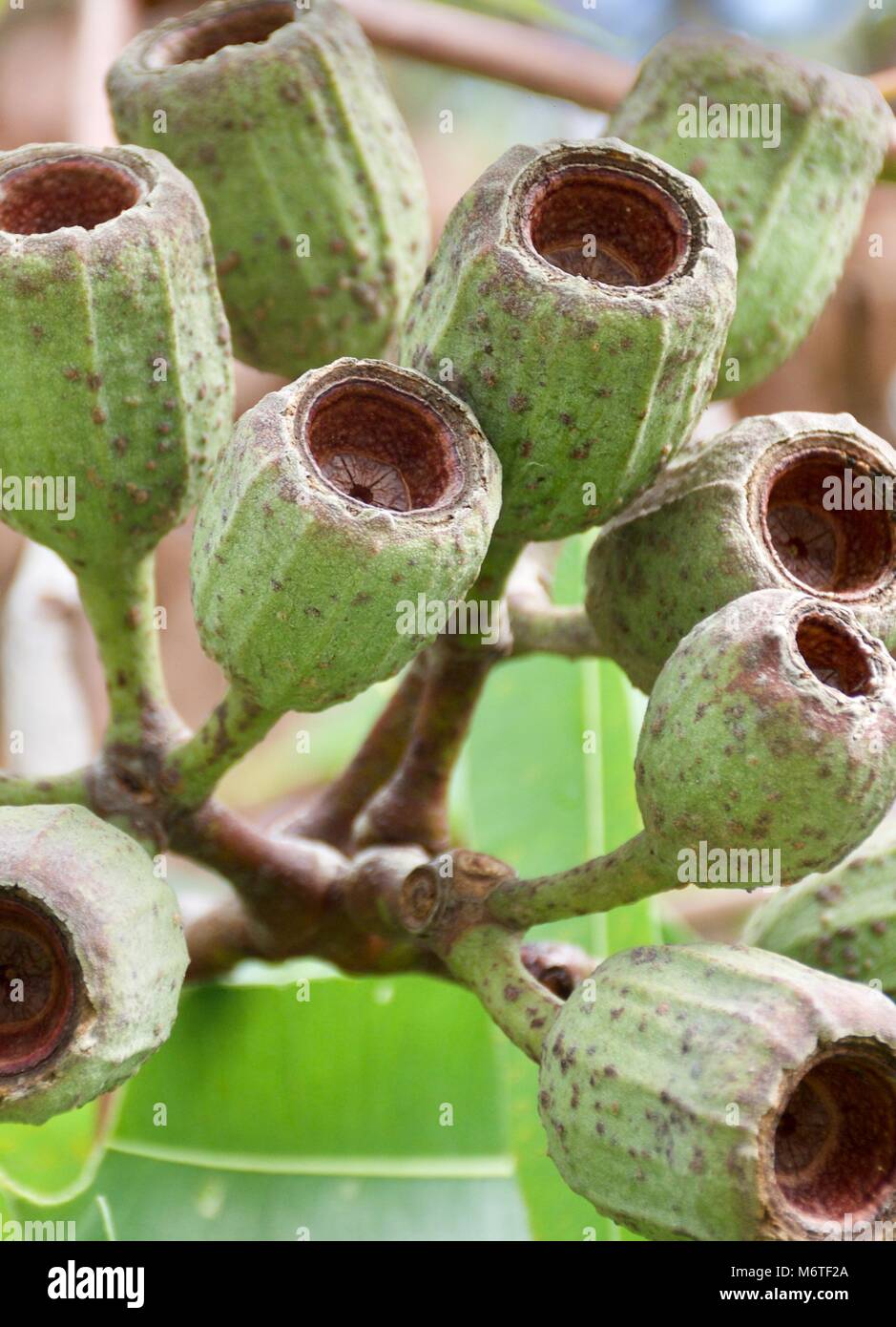 Beautiful closeup of Eucalyptus calophylla gum nuts after flower Stock Photo