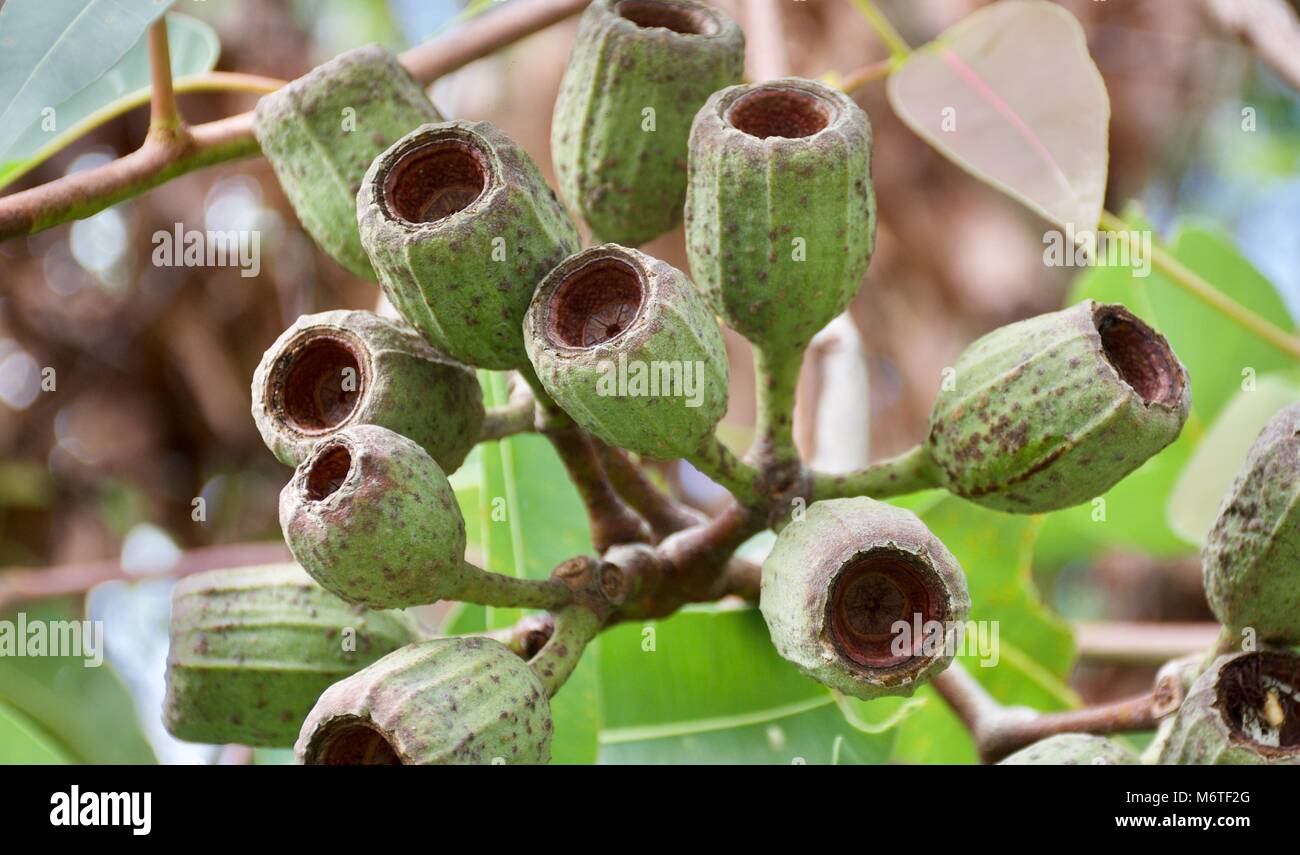 Beautiful closeup of Eucalyptus calophylla gum nuts after flower Stock Photo
