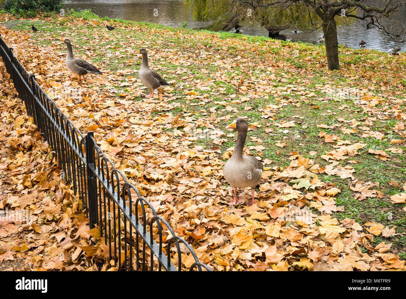 Ducks and Birds on Autumn Leaves Stock Photo