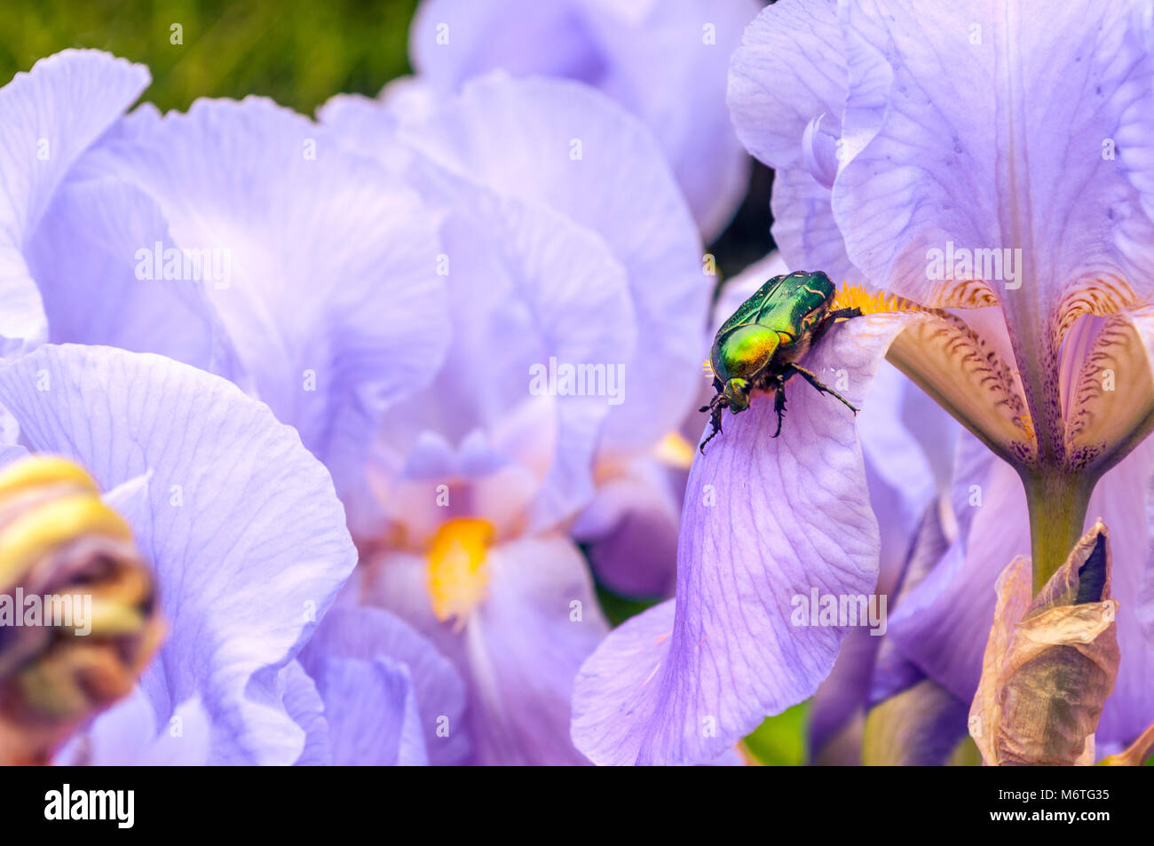 Rose Chafer (Cetonia aurata) nectaring on a flower. Stock Photo