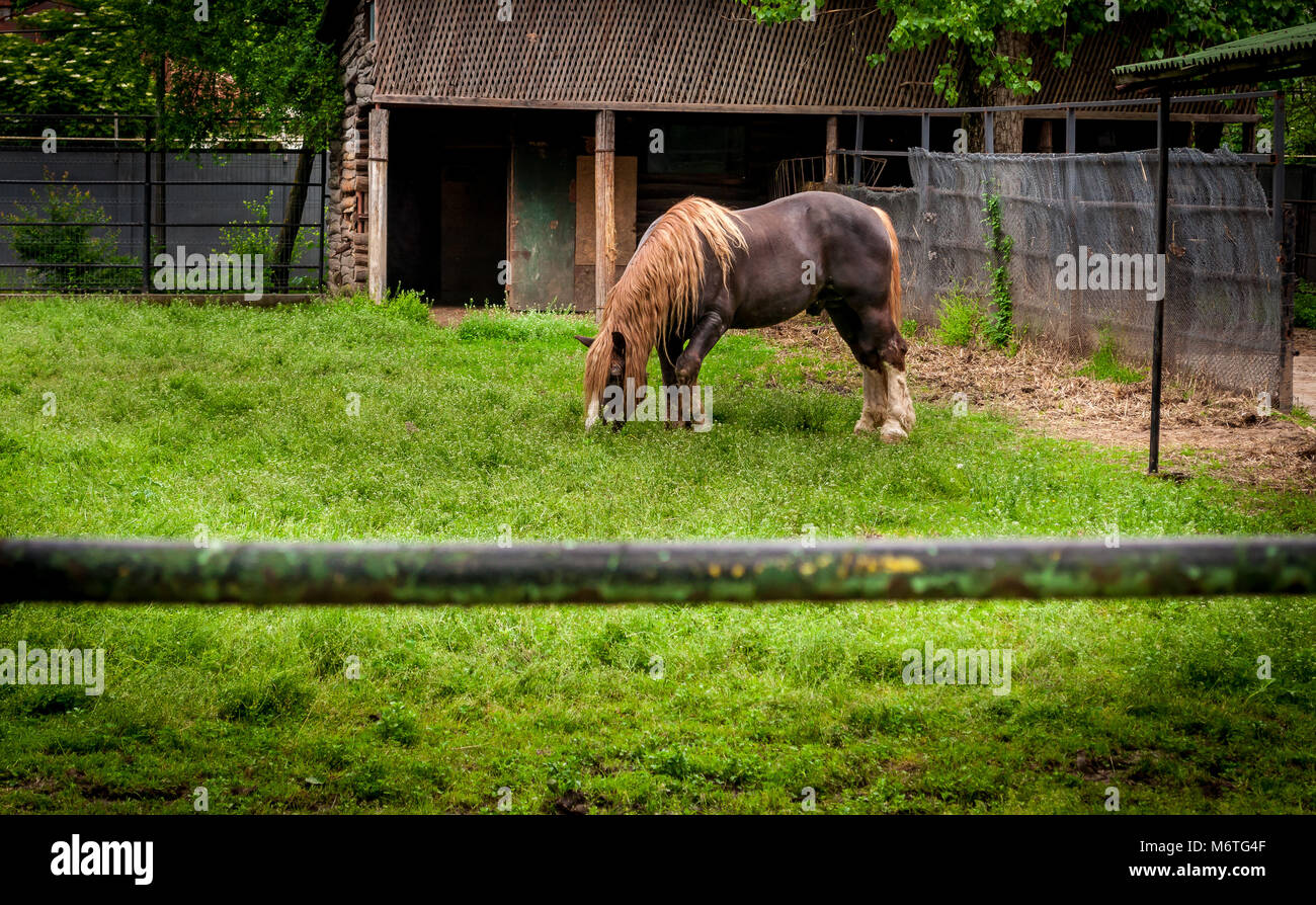 Image showcasing Horse Eating Grass. Horse Eating Grass on a Pasture. Farmland Animals ...