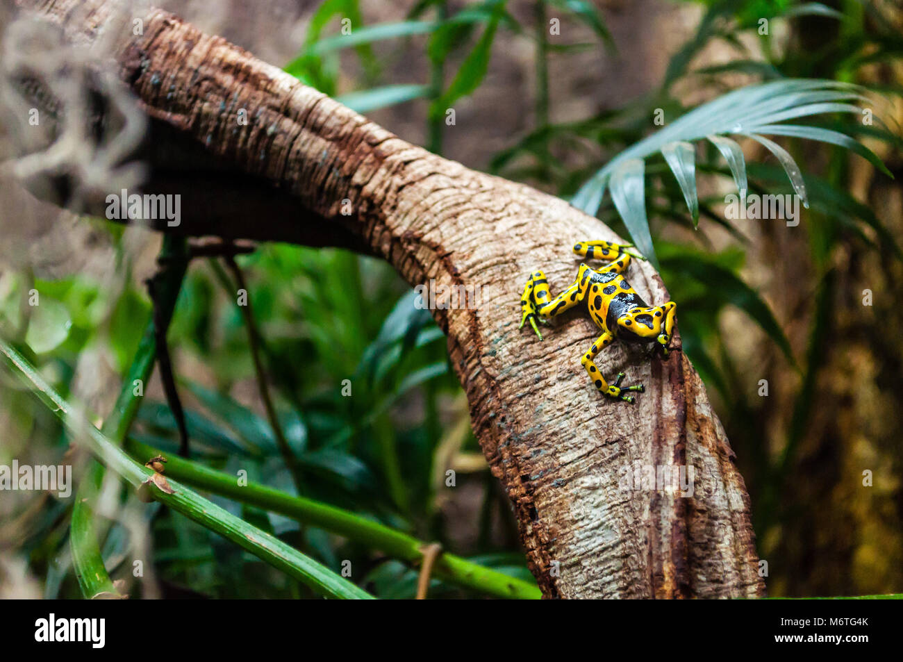 Dendrobates leucomelas (Yellow-headed Poison Frog) Stock Photo