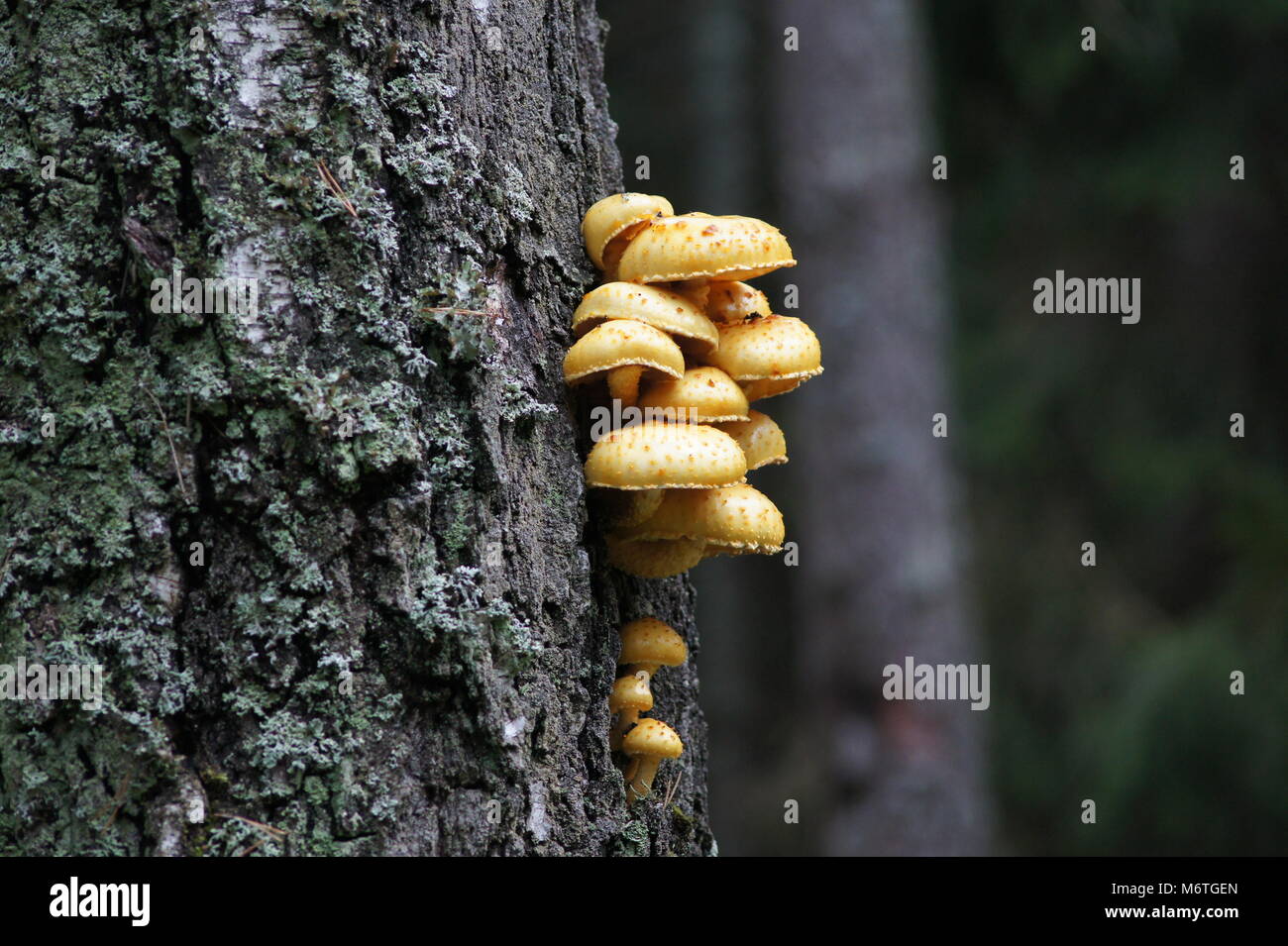 Yellow mushrooms growing out of a tree trunk Stock Photo Alamy