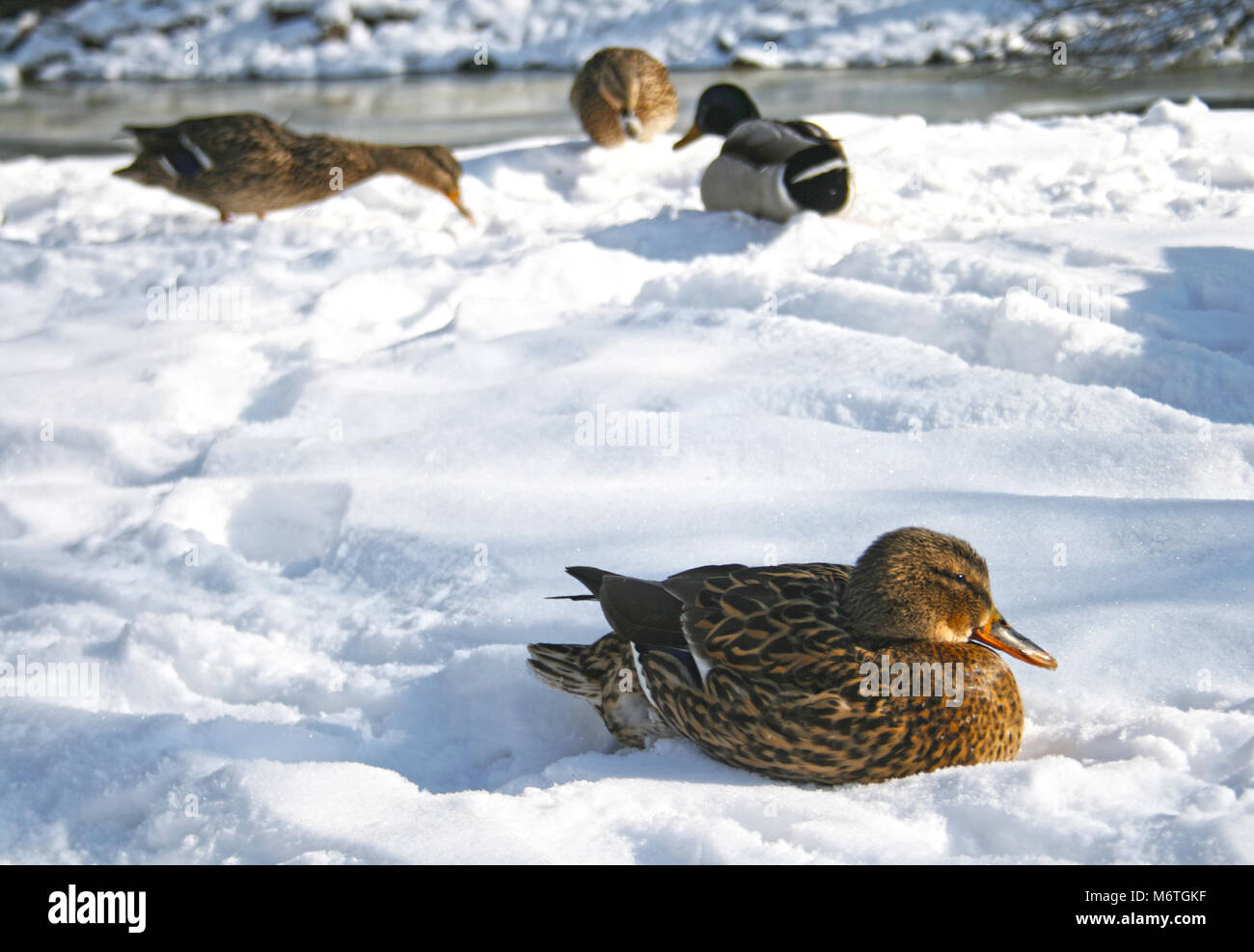 Female mallard duck resting in the snow on the bank of a river in Vilnius, Lithuania Stock Photo
