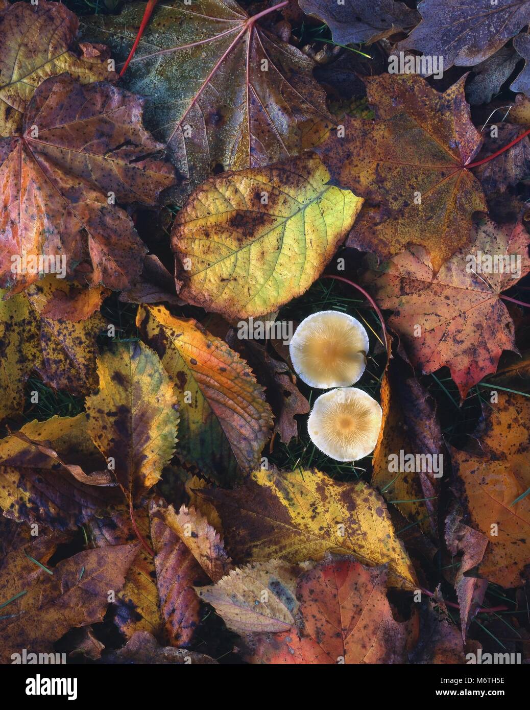 Close-up of fallen leaves and fungi during the fall season. Stock Photo