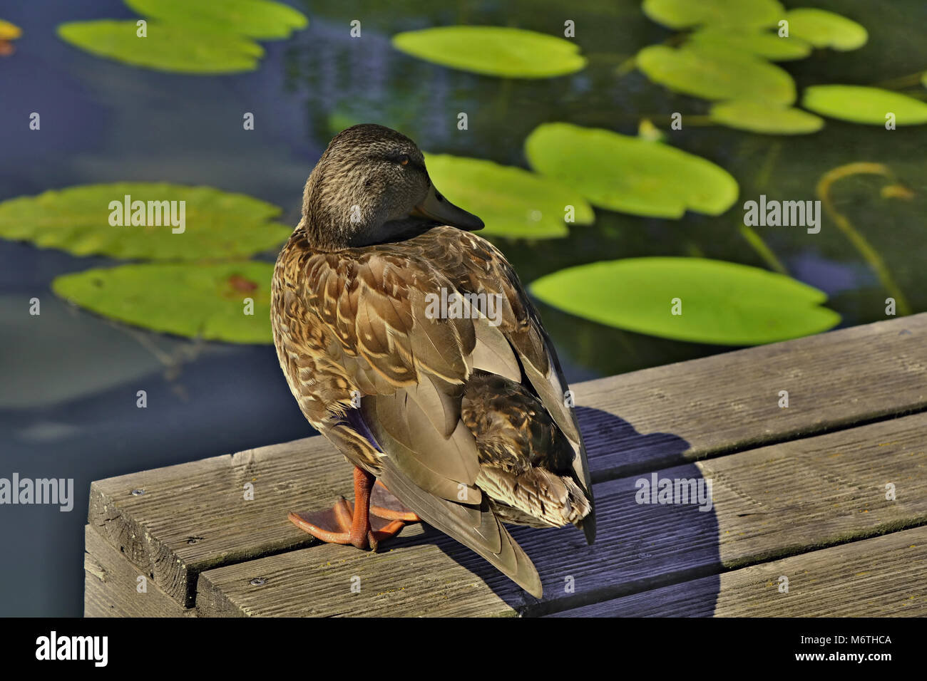 Swimming duck Stock Photo