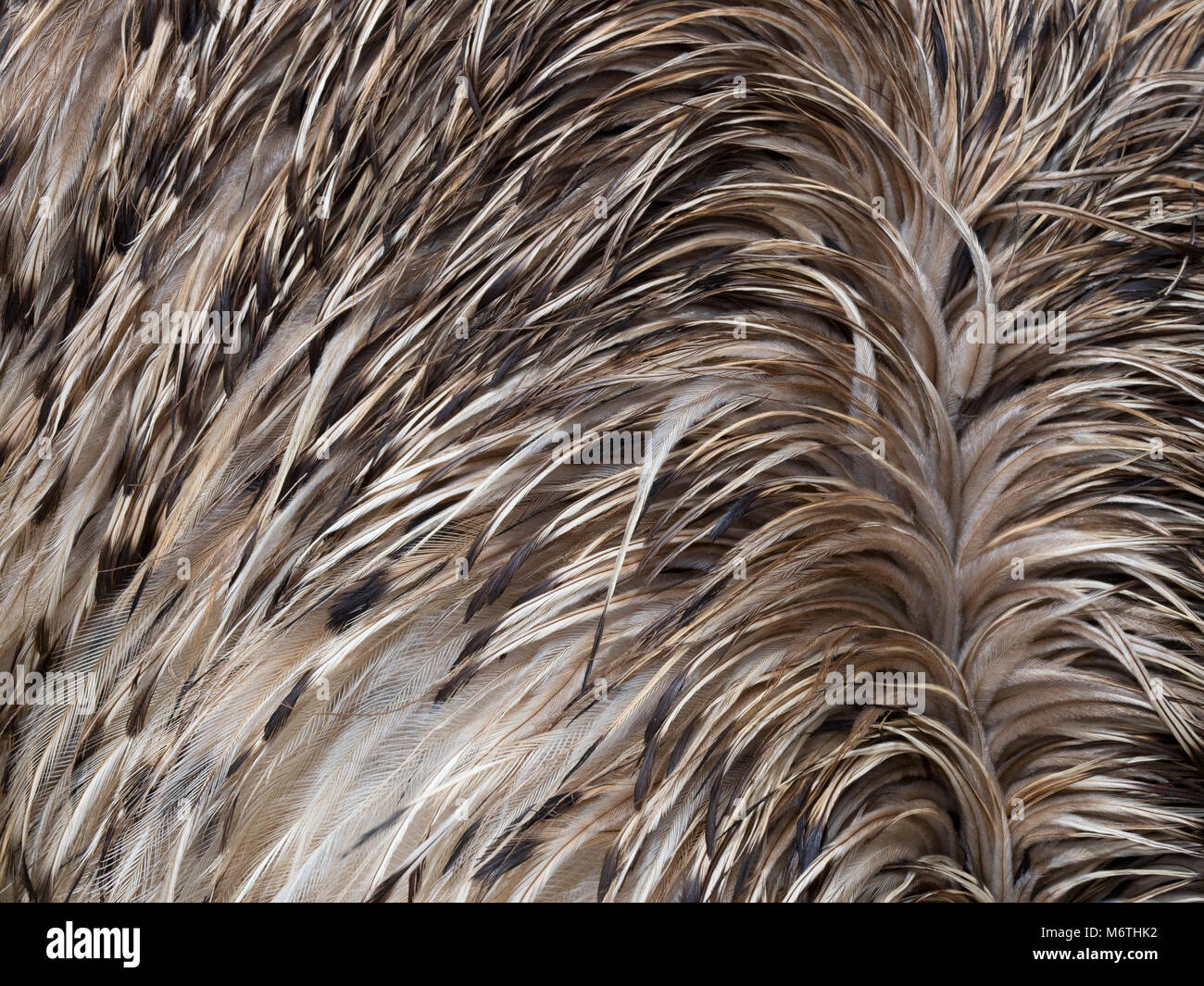 Emu Dromaius novaehollandiae showing plumage detail Stock Photo