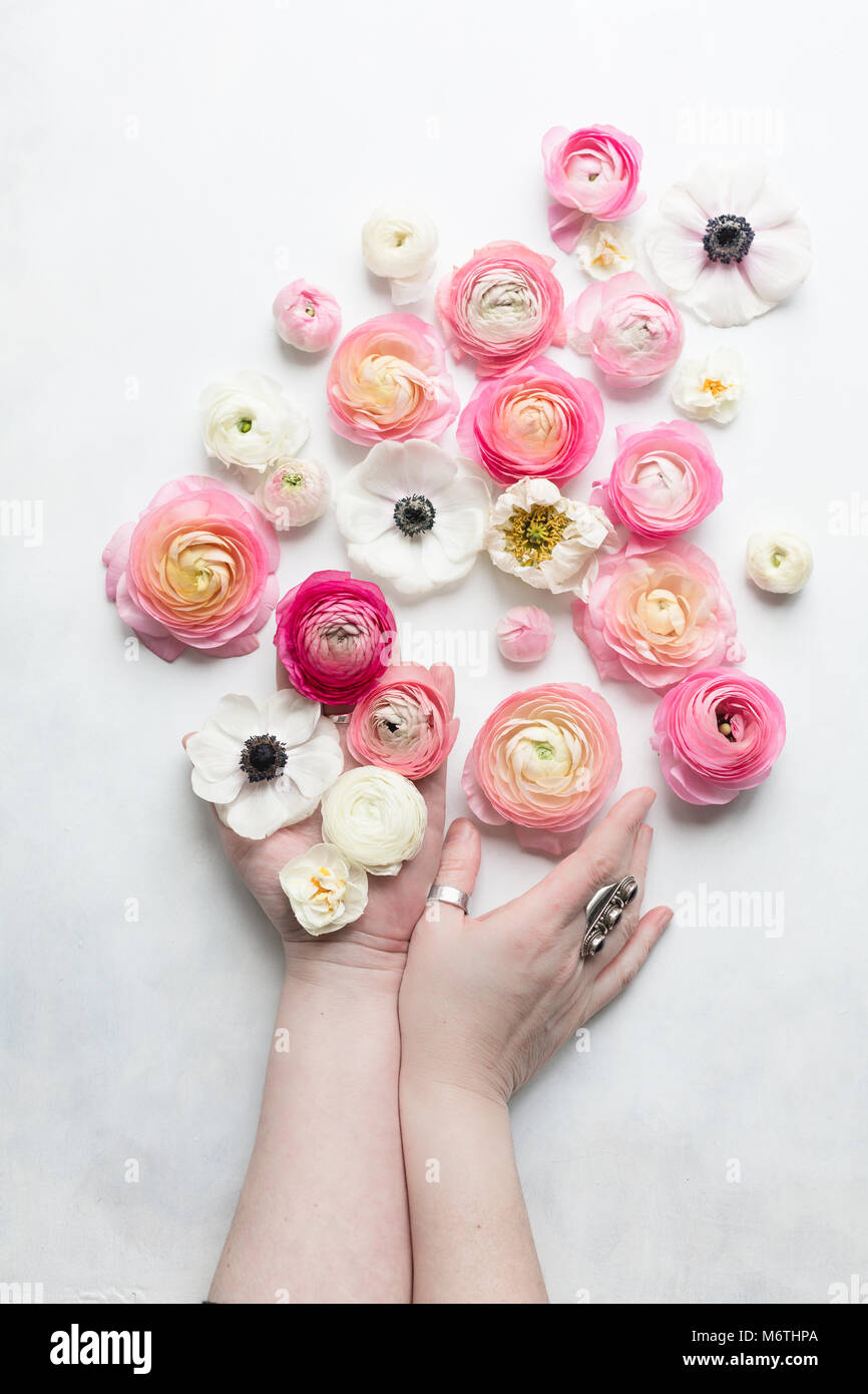 Overhead view of pink and white spring flowers on a white backdrop, one hand holding flowers, one hand touching a pink ranunculus Stock Photo