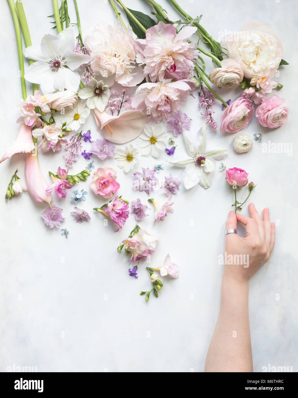 freesia, peonies, ranunculi, roses, cosmos, calla lilies, clematis cut flowers on a white and pale grey background, view from above, with single hand Stock Photo