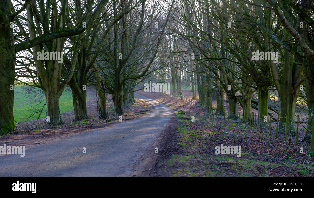 Beech tree lined country lane near the village of Hinton Ampner in the South Downs national park in Hampshire, UK Stock Photo