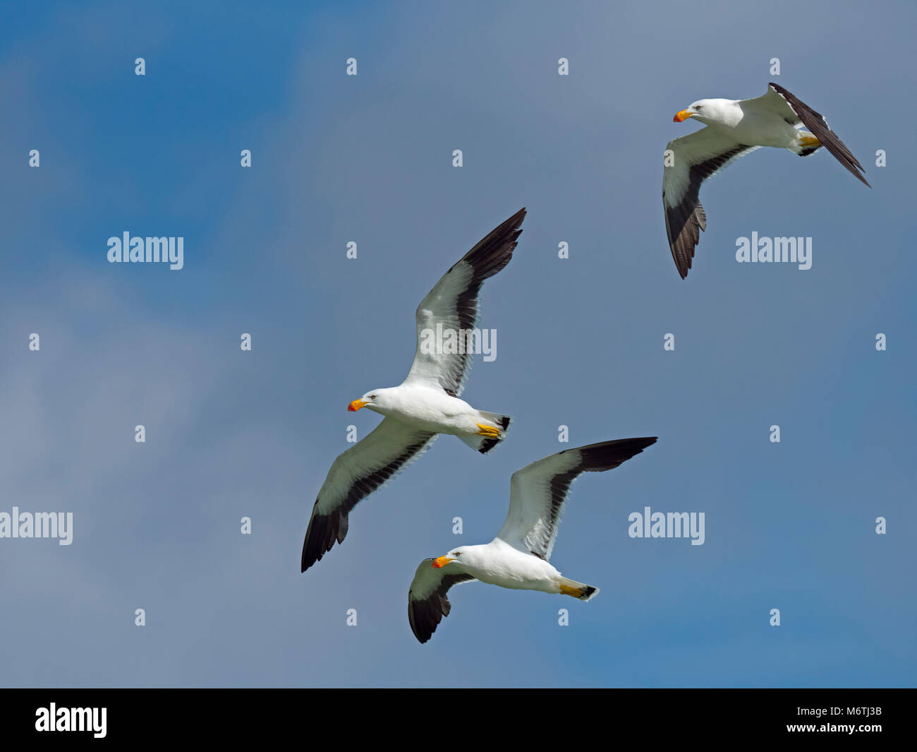 Pacific Gulls Larus pacificus in flight over  beach Tasmania Australia Stock Photo