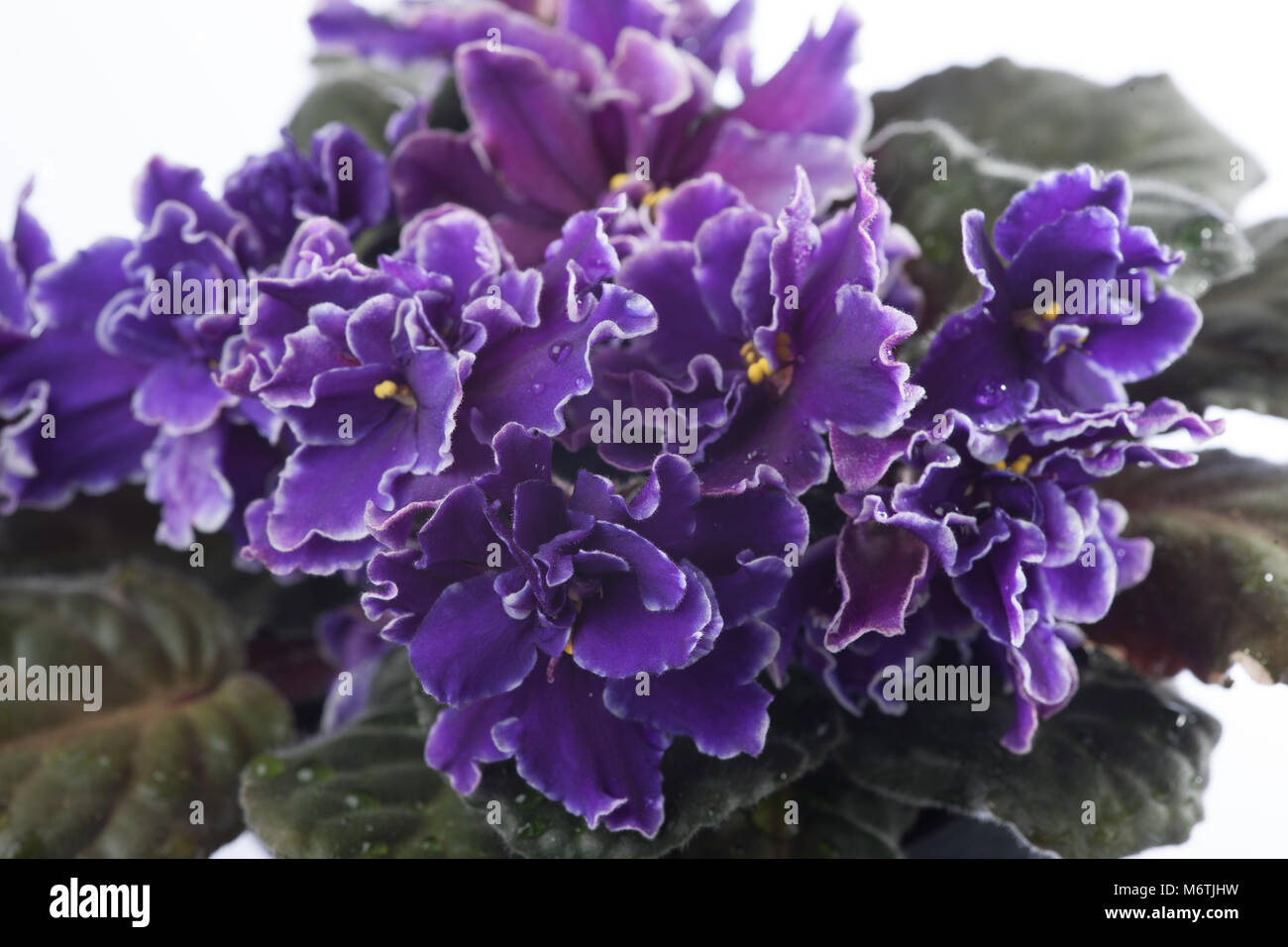African Violet, Saintpaulia (Saintpaulia ionantha) Stock Photo