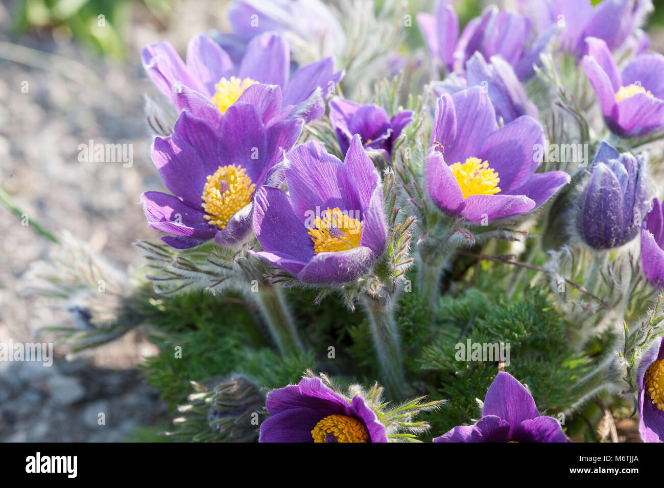 Pasque flower, Backsippa, (Pulsatilla vulgaris) Stock Photo