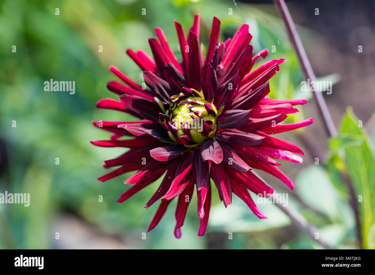 'Chat Noir' Semi-Cactus Dahlia, Semi kaktus dahlia (Dahlia x Pinnata) Stock Photo