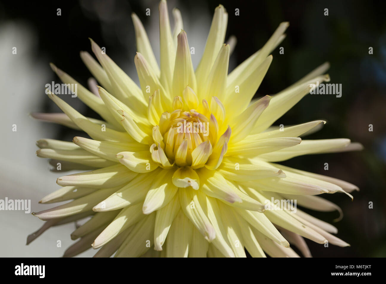'Shooting Star' Cactus dahlia, Kaktusdahlia (Dahlia x Pinnata) Stock Photo