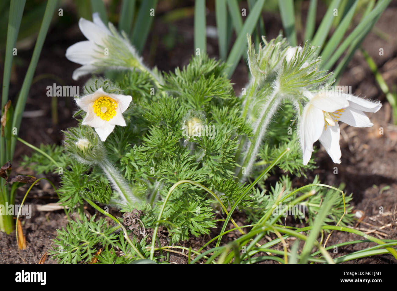 'Alba' Pasque flower, Backsippa, (Pulsatilla vulgaris) Stock Photo