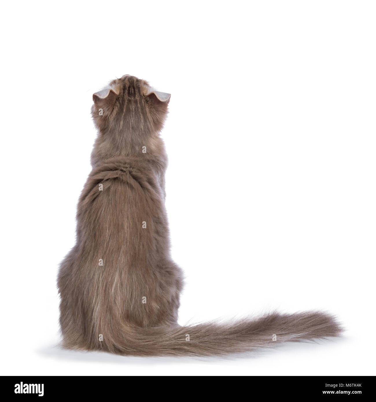 Kitten walking sale backwards
