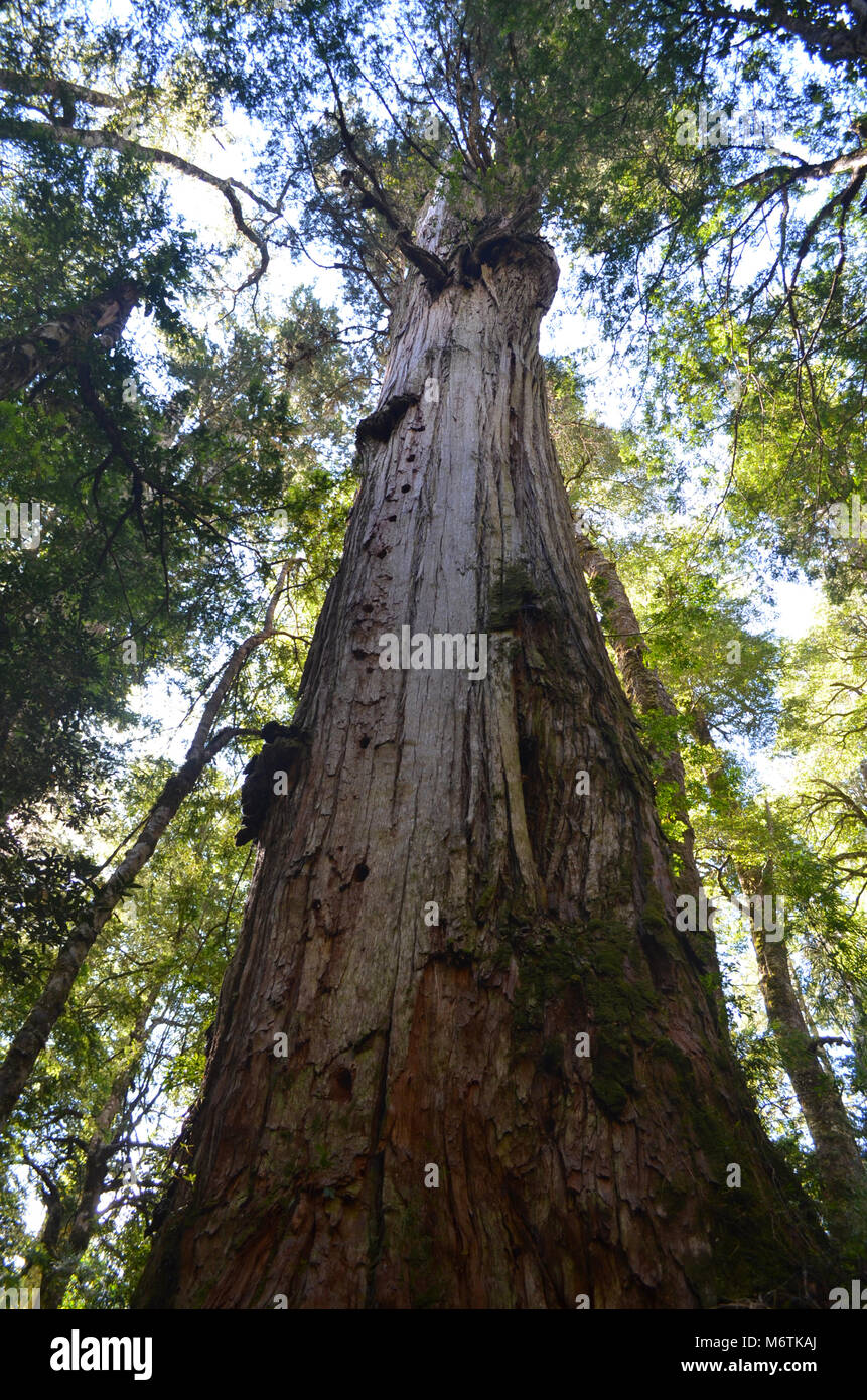 Valdivian temperate rainforests in southern Chile (Chilean Patagonia) Stock Photo