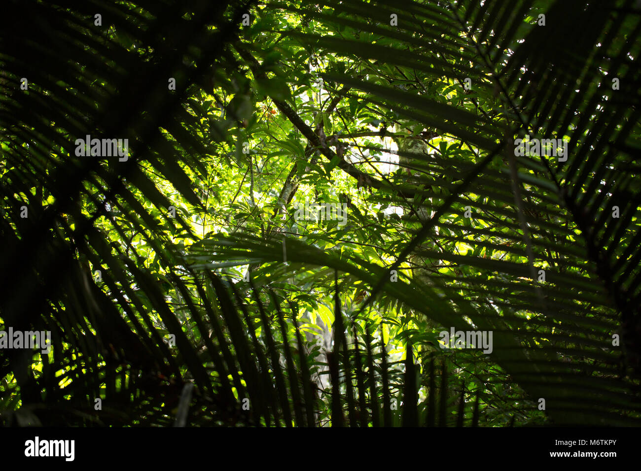 Ferns growing in the understory of the rainforest, Suriname, South America Stock Photo
