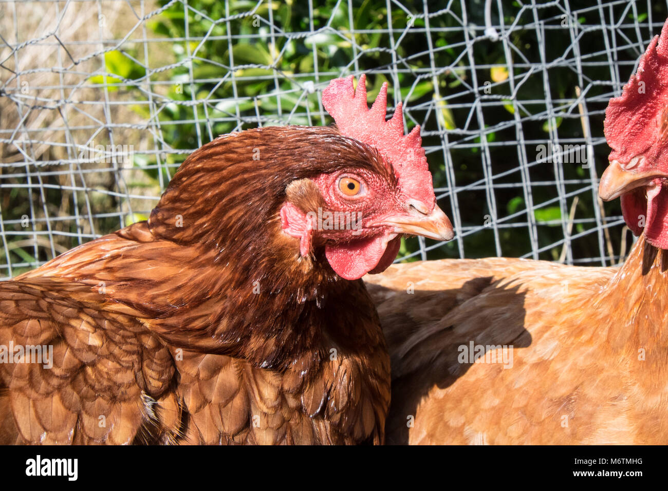 Small,flock,of,seven,backyarden,garden,chicken,hens,brown,Warren,breed,basking,in the sun, lay,eggs,Llansaint,village,Carmarthenshire,Wales,U.K.,UK, Stock Photo