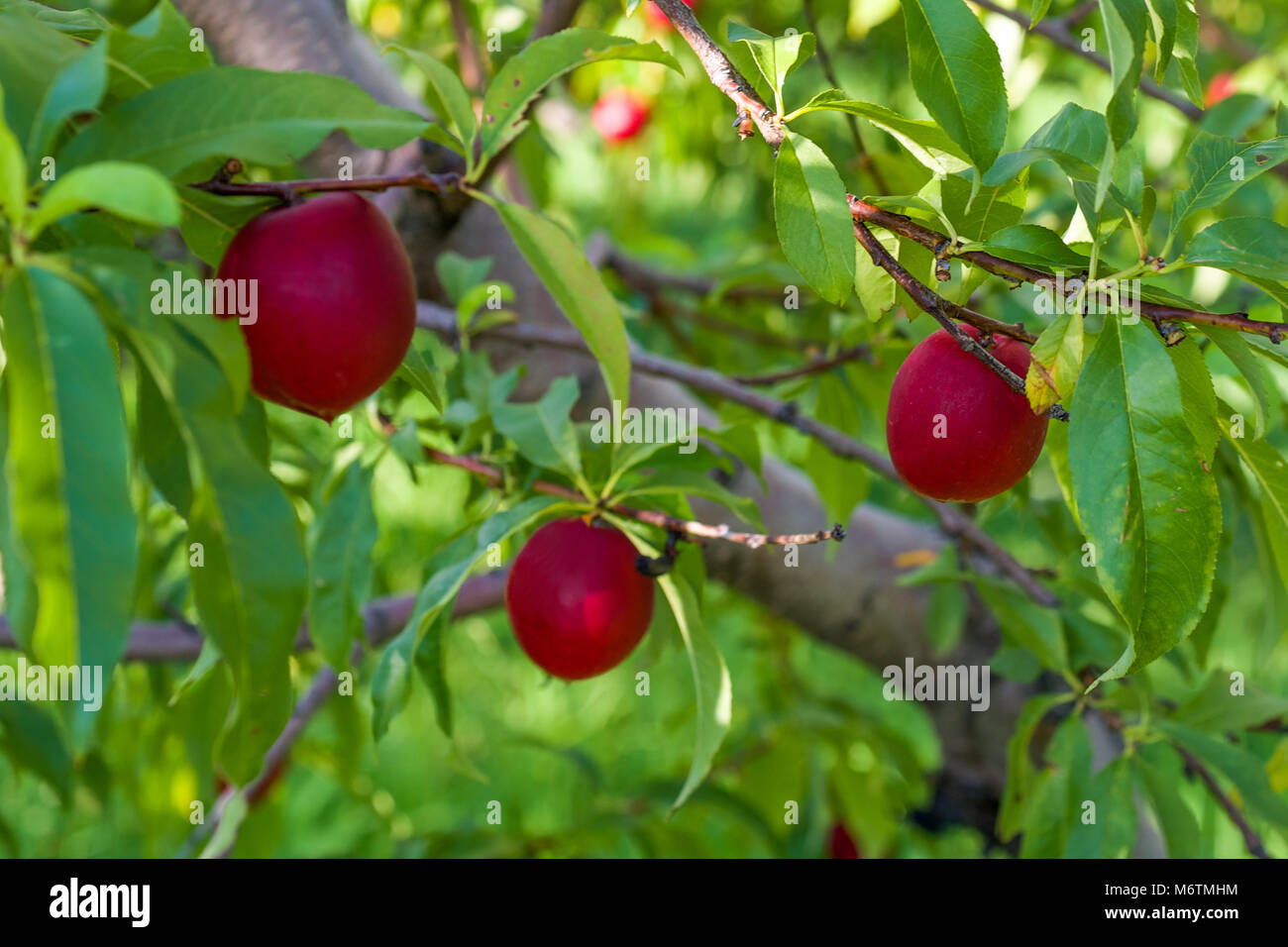 Plums ready for harvest in a Niagara orchard Stock Photo Alamy
