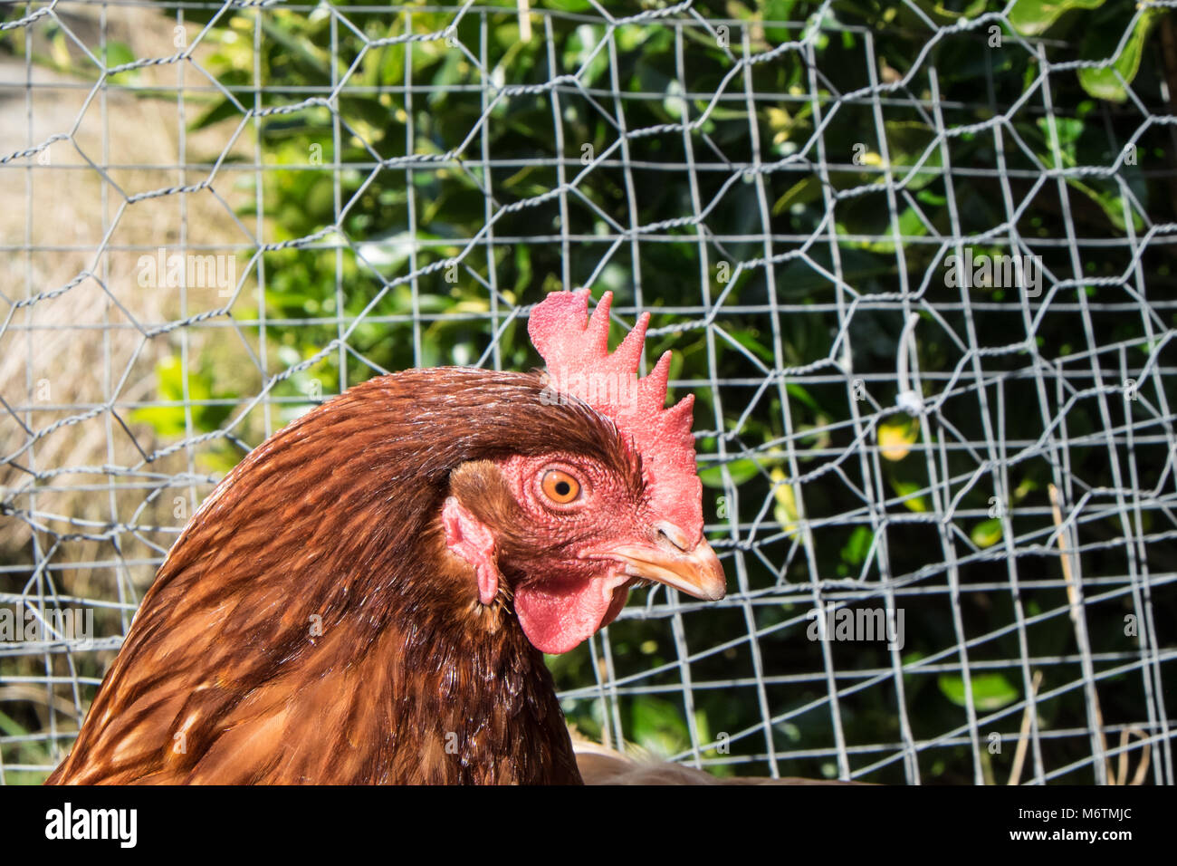 Small,flock,of,seven,backyarden,garden,chicken,hens,brown,Warren,breed,basking,in the sun, lay,eggs,Llansaint,village,Carmarthenshire,Wales,U.K.,UK, Stock Photo
