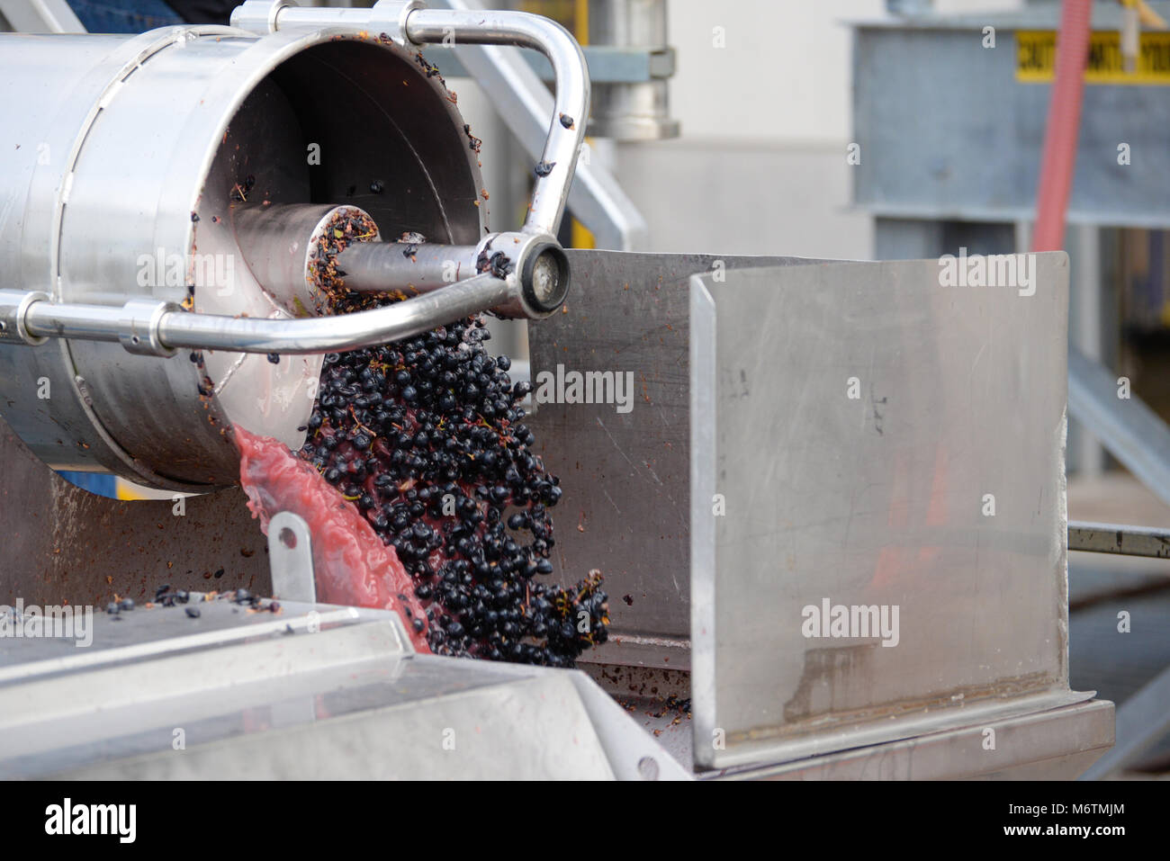 Grapes passing through the destemming process at winery prior to