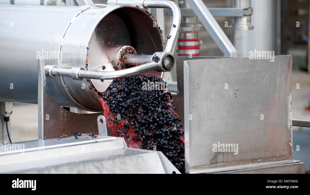 Grapes passing through the destemming process at winery prior to