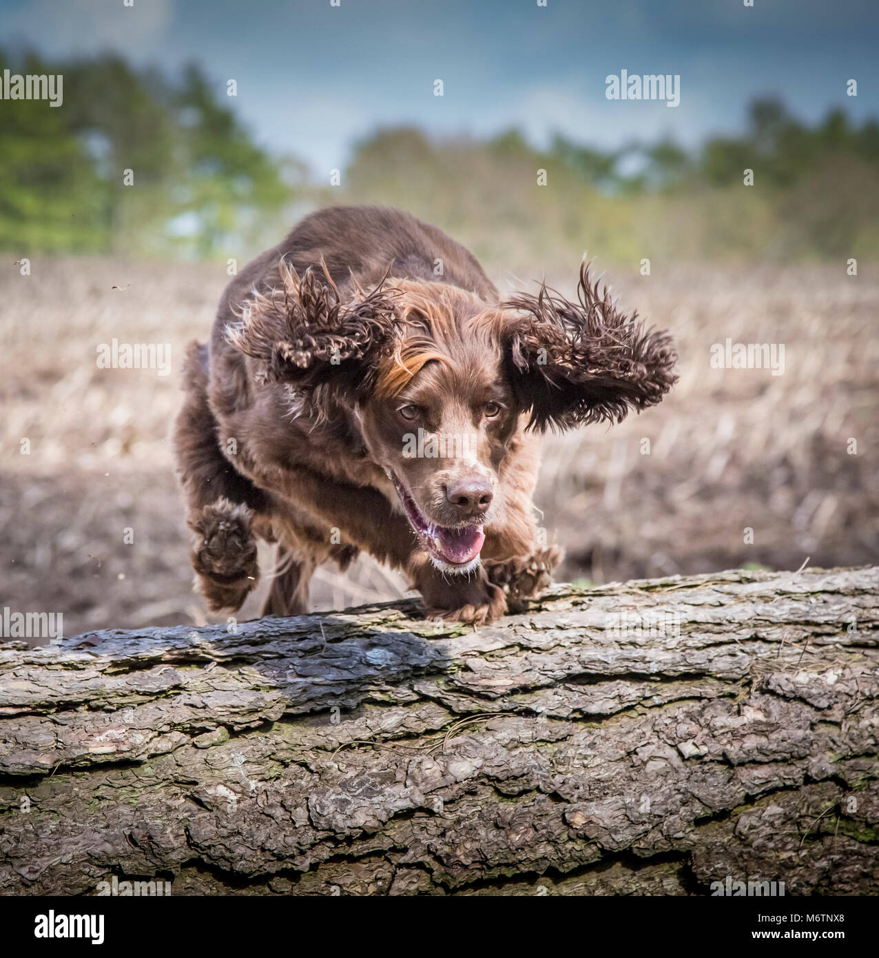 Working Cockapoo Spaniel Working Cocker Spaniel Stock Photo - Alamy