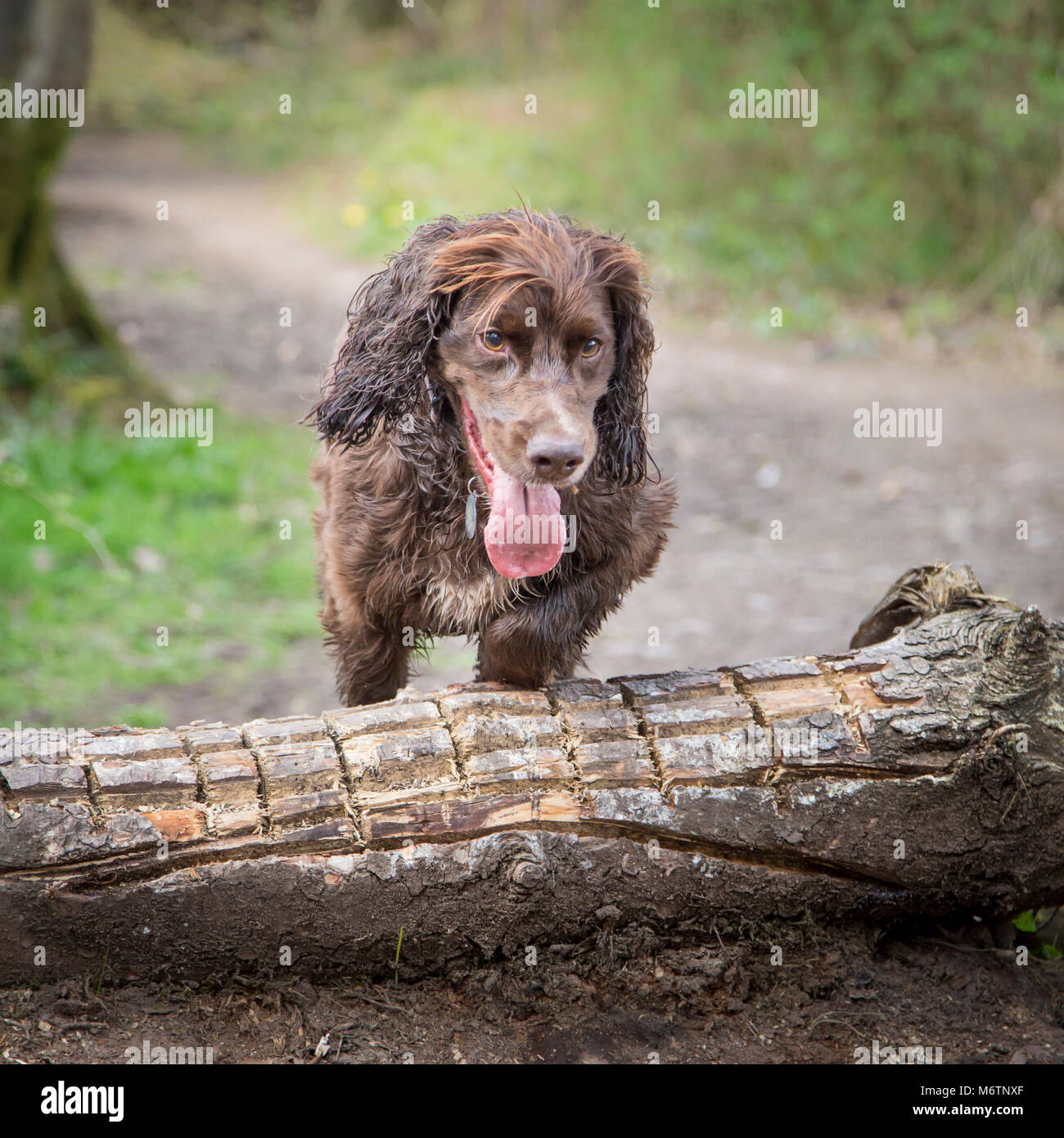 Working Cockapoo Spaniel Working Cocker Spaniel Stock Photo - Alamy