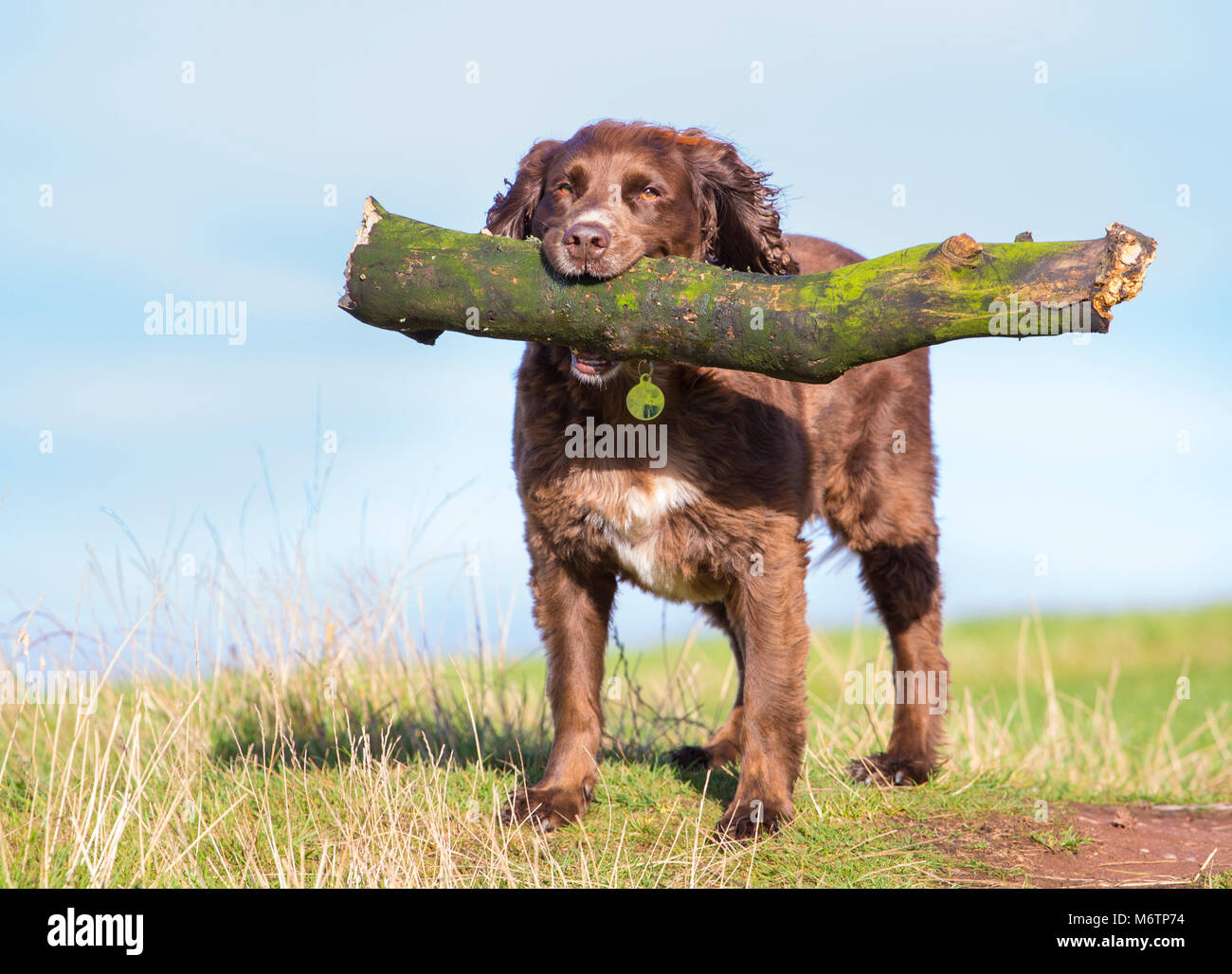 A pedigree Working Cocker Spaniel enjoying a walk and a run on a field ...