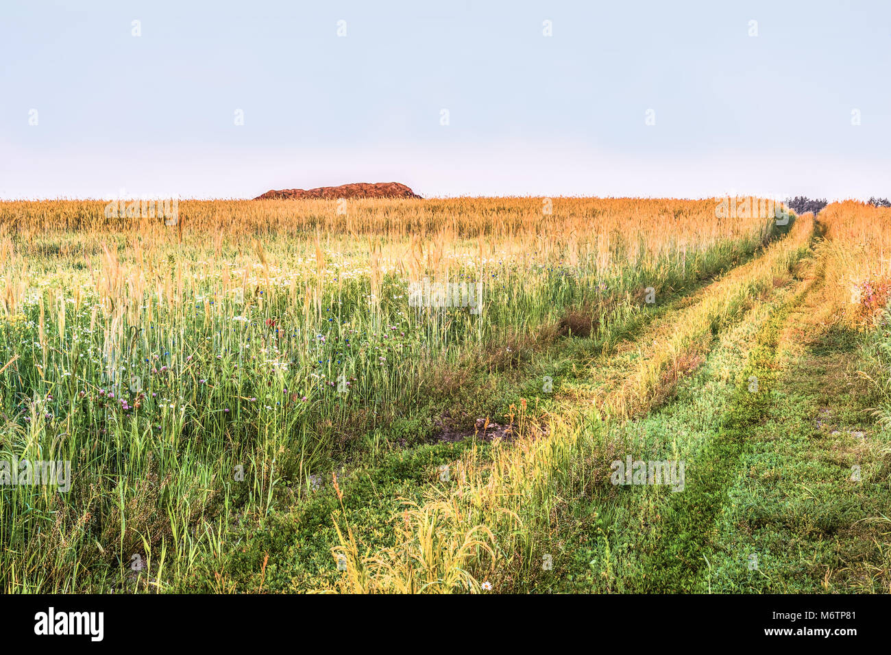 Sunny summer landscape with a dirt road along the field. Spikelets of ripe wheat along the road. Horizon. A stack of hay. Perspective. Stock Photo