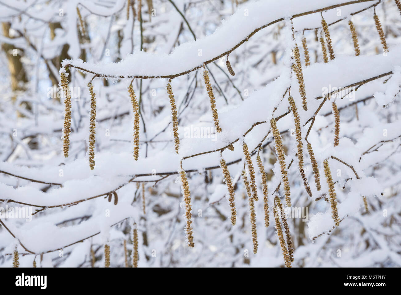 Gewöhnliche Hasel, Haselnuß, Haselnuss, Männliche Blüten, Kätzchen, Blütenkätzchen, Winter, Schnee, Winterlandschaft, Winterstimmung, winterlich, eisi Stock Photo