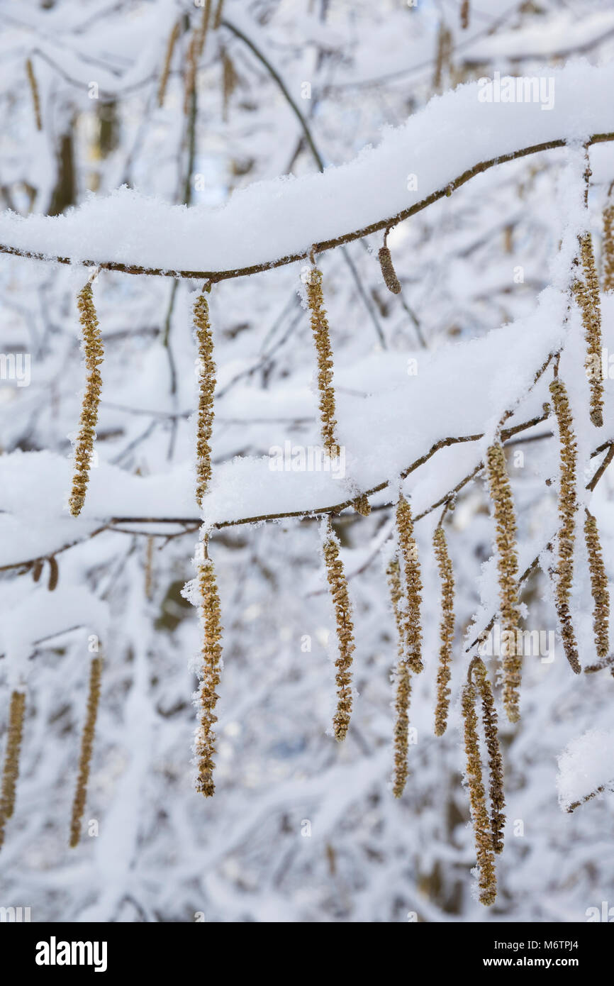 Gewöhnliche Hasel, Haselnuß, Haselnuss, Männliche Blüten, Kätzchen, Blütenkätzchen, Winter, Schnee, Winterlandschaft, Winterstimmung, winterlich, eisi Stock Photo