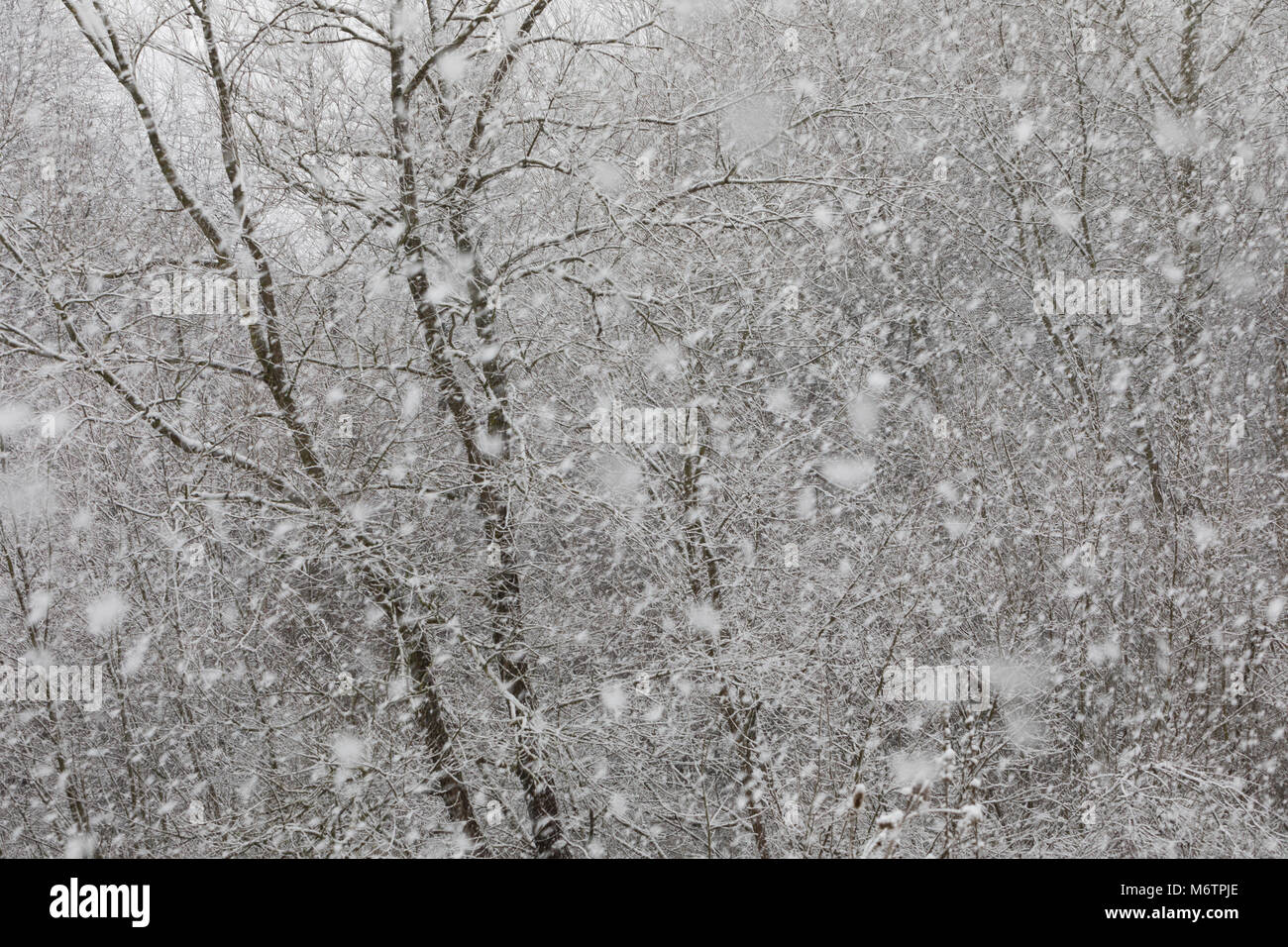 Schneefall, Schneeschauer, Schneegestöber, Winter, Schnee, Winterlandschaft, Winterstimmung, winterlich, eisig, kalt, snow Stock Photo