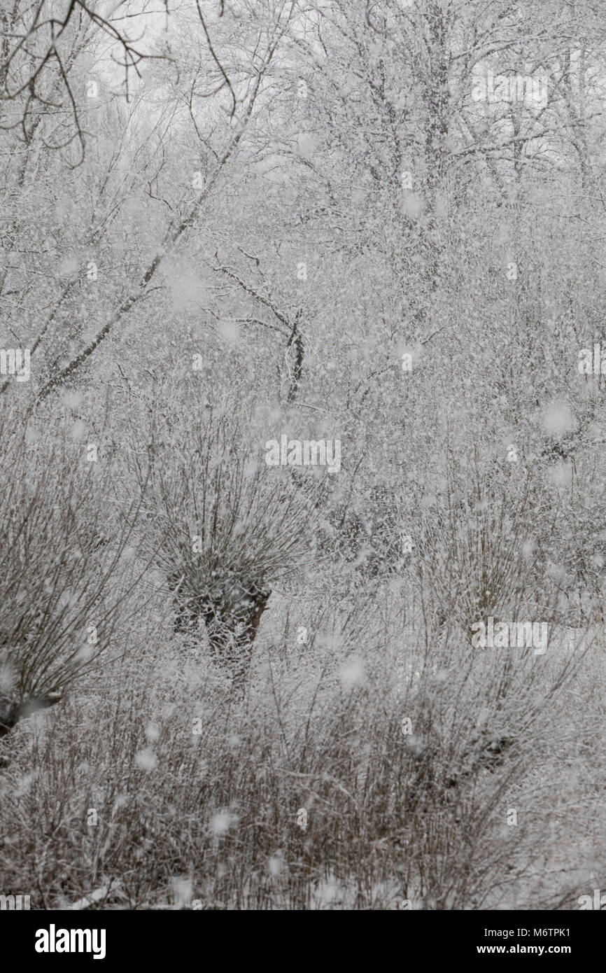 Schneefall, Schneeschauer, Schneegestöber, Winter, Schnee, Winterlandschaft, Winterstimmung, winterlich, eisig, kalt, snow Stock Photo