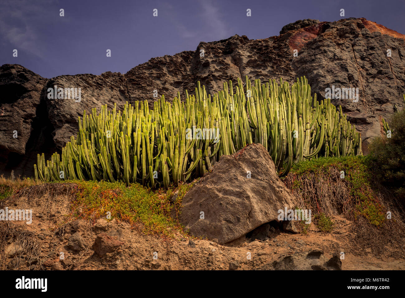 Cactus growing on rocks, Gran Canaria, Canary Islands Stock Photo
