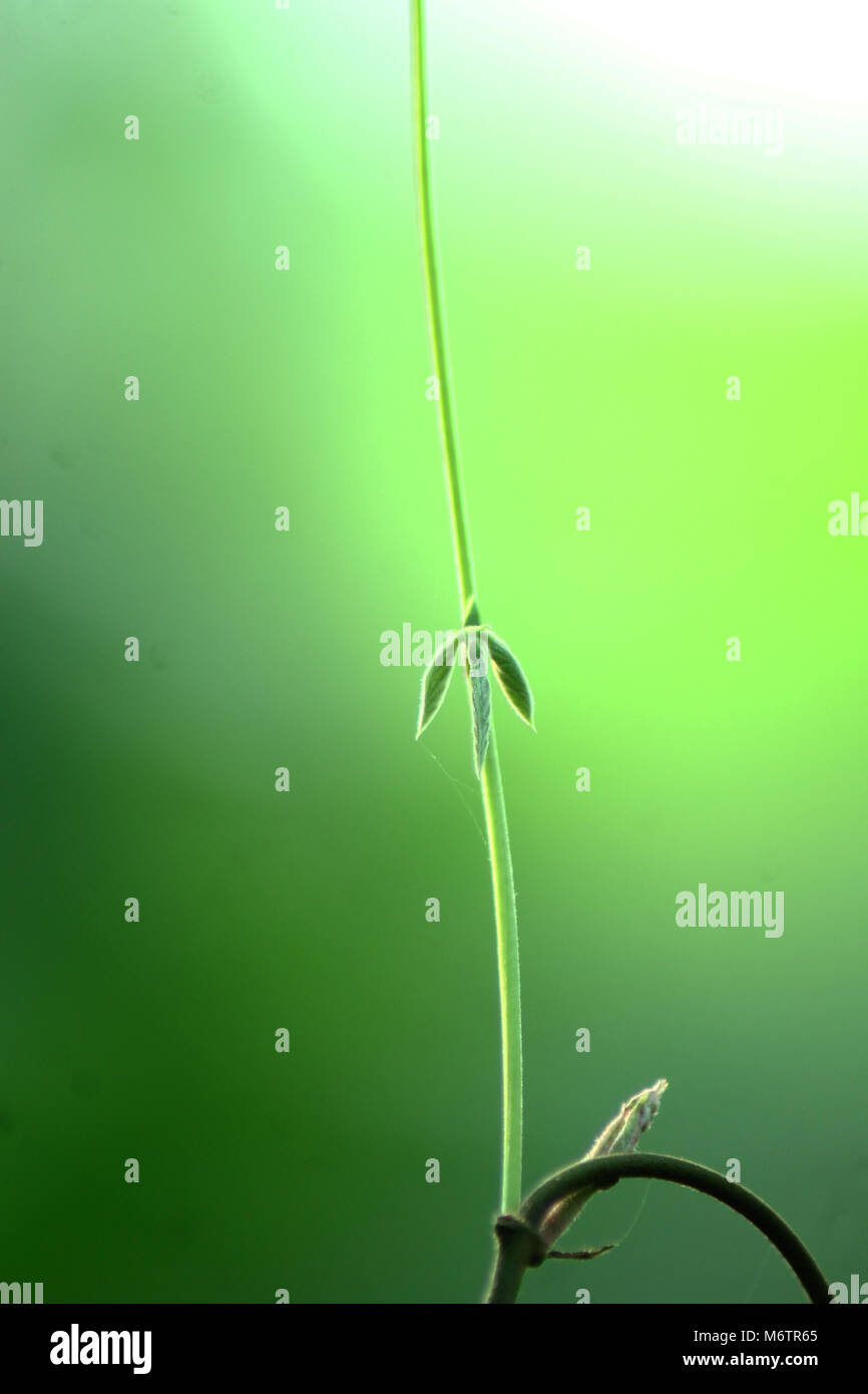 Good morning nature hi res stock photography and images Alamy