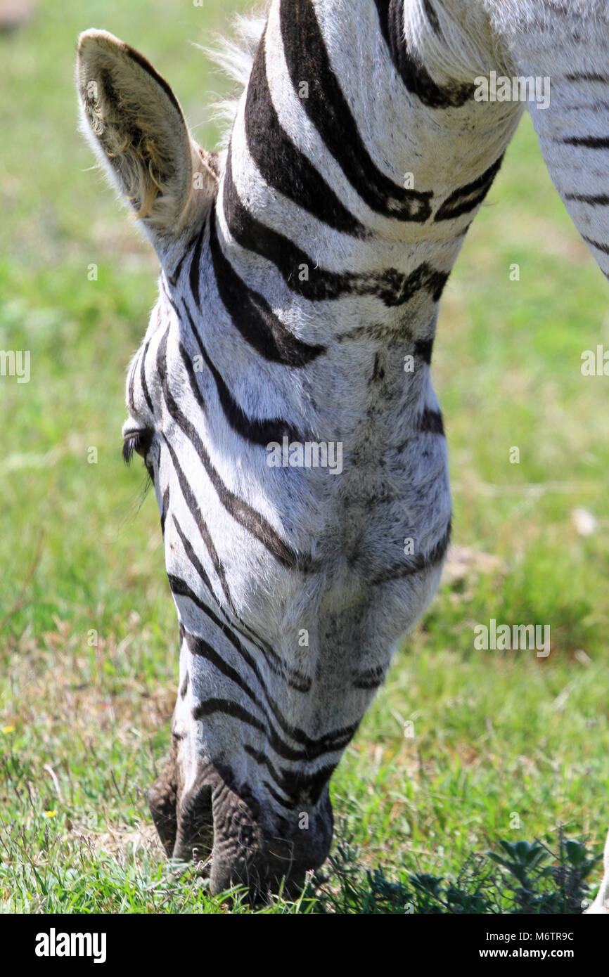 Mountain zebra at Addo in south africa Stock Photo
