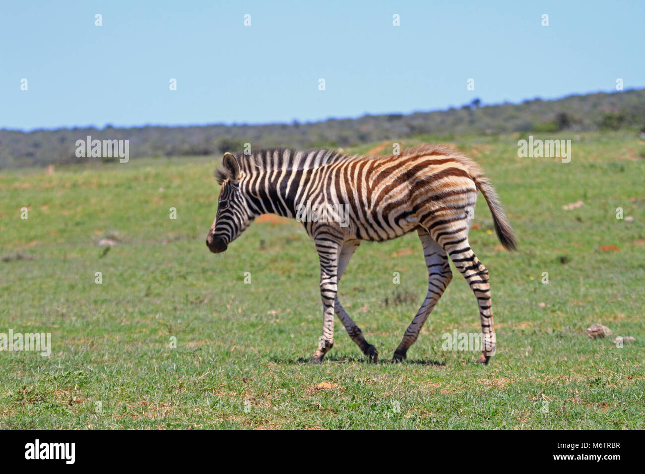 Mountain zebra at Addo in south africa Stock Photo