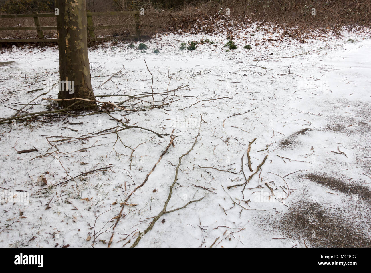 Snow covered ground with a tree trunk & twigs & branches, Dorset, United Kingdom Stock Photo