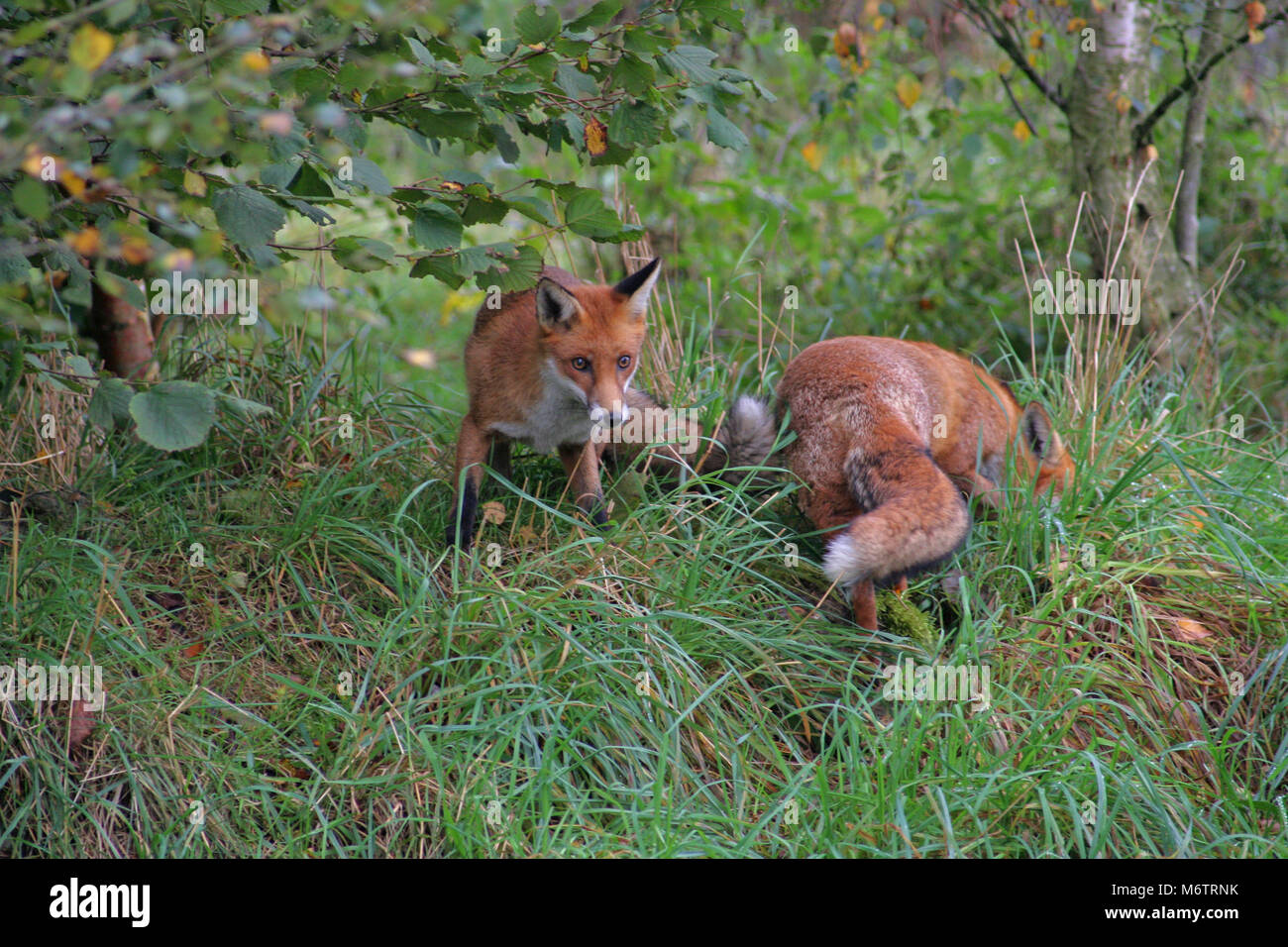 The red fox, Vulpes vulpes, is quintessentially English Stock Photo