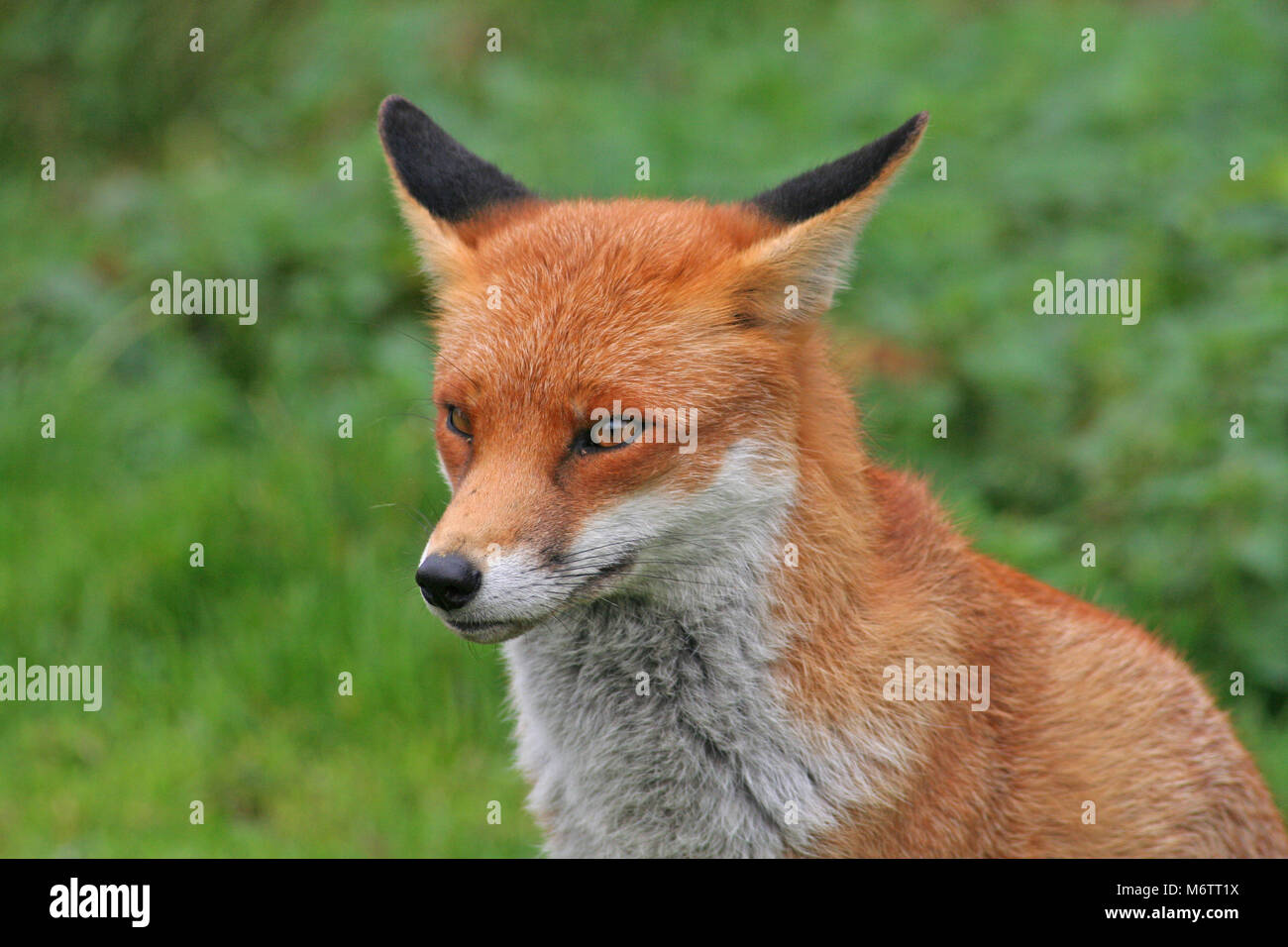 The red fox, Vulpes vulpes, is quintessentially English Stock Photo - Alamy